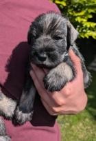 Obrázek k inzerátu