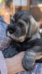 Obrázek k inzerátu